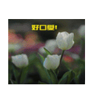 Tulip flower language（個別スタンプ：18）