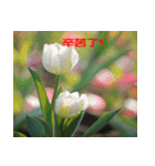 Tulip flower language（個別スタンプ：19）