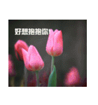 Tulip flower language（個別スタンプ：21）