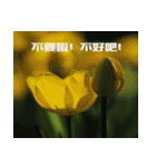 Tulip flower language（個別スタンプ：22）