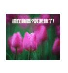 Tulip flower language（個別スタンプ：24）