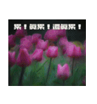 Tulip flower language（個別スタンプ：26）