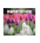 Tulip flower language（個別スタンプ：27）