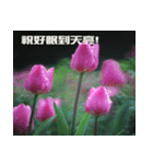 Tulip flower language（個別スタンプ：28）