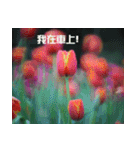 Tulip flower language（個別スタンプ：29）