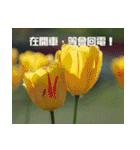 Tulip flower language（個別スタンプ：30）