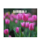 Tulip flower language（個別スタンプ：32）