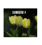 Tulip flower language（個別スタンプ：33）
