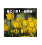 Tulip flower language（個別スタンプ：34）