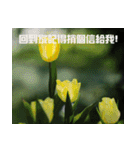 Tulip flower language（個別スタンプ：35）