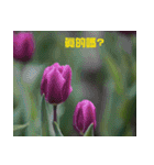 Tulip flower language（個別スタンプ：36）