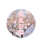 【春限定】桜スタンプ（個別スタンプ：1）