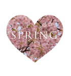 【春限定】桜スタンプ（個別スタンプ：8）