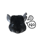 Wairaii The Chinchilla（個別スタンプ：2）