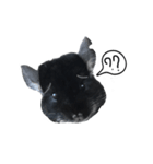 Wairaii The Chinchilla（個別スタンプ：3）