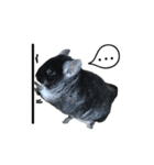 Wairaii The Chinchilla（個別スタンプ：4）