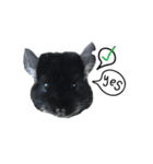 Wairaii The Chinchilla（個別スタンプ：5）