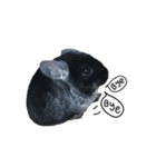 Wairaii The Chinchilla（個別スタンプ：8）