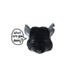 Wairaii The Chinchilla（個別スタンプ：13）