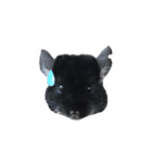 Wairaii The Chinchilla（個別スタンプ：14）