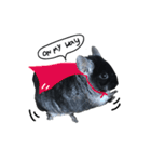 Wairaii The Chinchilla（個別スタンプ：15）