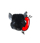 Wairaii The Chinchilla（個別スタンプ：19）