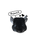 Wairaii The Chinchilla（個別スタンプ：20）