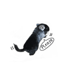 Wairaii The Chinchilla（個別スタンプ：24）