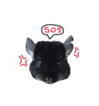 Wairaii The Chinchilla（個別スタンプ：25）
