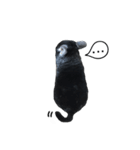Wairaii The Chinchilla（個別スタンプ：26）