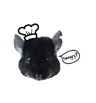 Wairaii The Chinchilla（個別スタンプ：27）