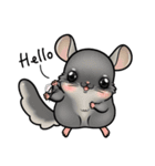 Siam Chinchilla（個別スタンプ：1）