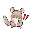 Siam Chinchilla（個別スタンプ：3）