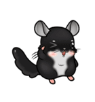 Siam Chinchilla（個別スタンプ：6）