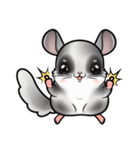 Siam Chinchilla（個別スタンプ：7）