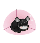 Siam Chinchilla（個別スタンプ：16）