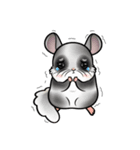 Siam Chinchilla（個別スタンプ：17）