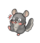 Siam Chinchilla（個別スタンプ：21）