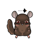 Siam Chinchilla（個別スタンプ：24）