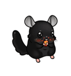 Siam Chinchilla（個別スタンプ：30）