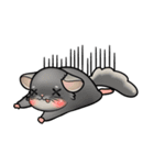 Siam Chinchilla（個別スタンプ：31）