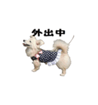 超かわいい犬のスタンプ（個別スタンプ：3）