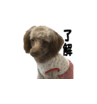超かわいい犬のスタンプ（個別スタンプ：6）
