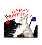 My Schnauzer II（個別スタンプ：1）