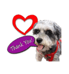 My Schnauzer II（個別スタンプ：2）