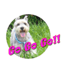 My Schnauzer II（個別スタンプ：3）