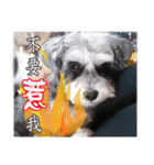 My Schnauzer II（個別スタンプ：4）