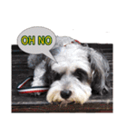My Schnauzer II（個別スタンプ：6）