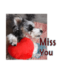 My Schnauzer II（個別スタンプ：7）