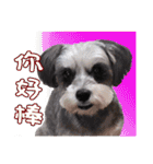 My Schnauzer II（個別スタンプ：9）